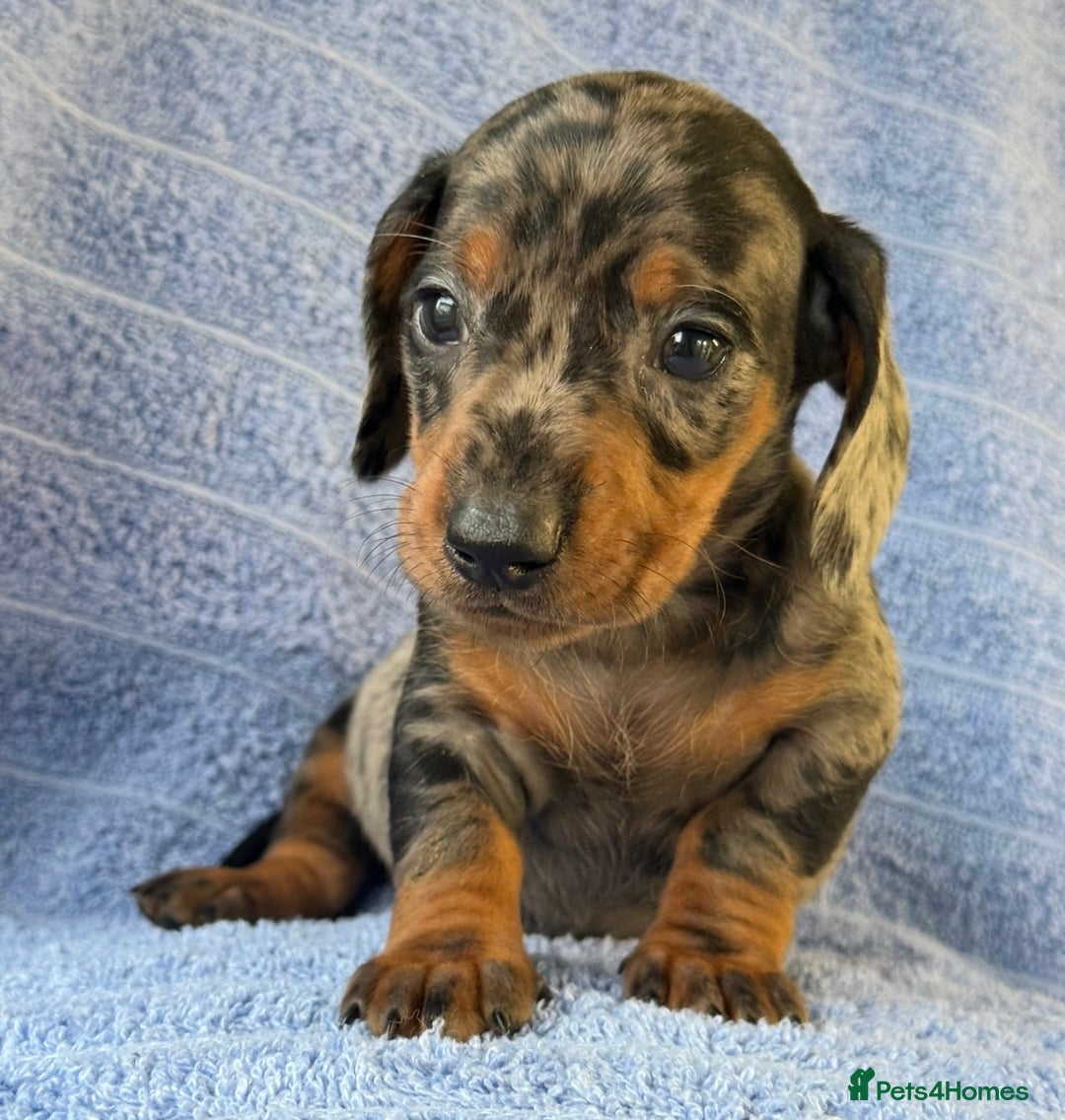 Miniature Dachshund dogs for sale: KC Reg Miniature Dachshund Puppies  - Advert 10