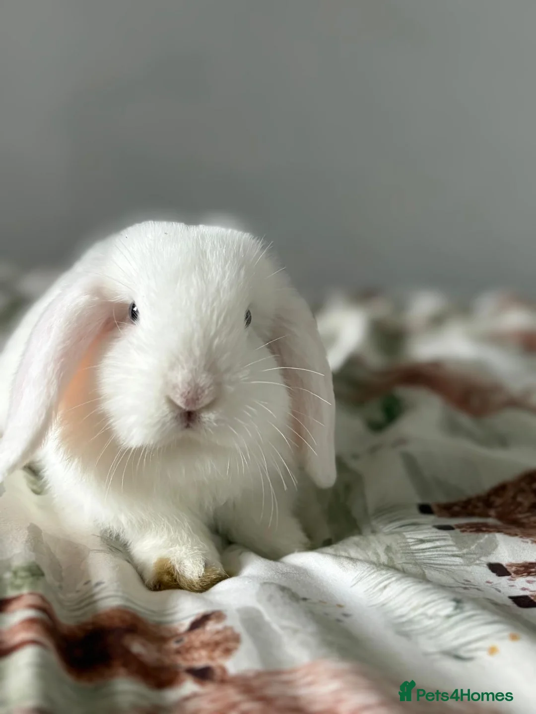 Mini Lop rabbits for sale: Male rabbit  - Advert 5