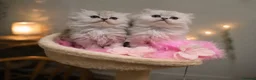 Persian cats for sale: *Stunning Persian Chinchilla Kitten Girl&Boy* - Advert 5