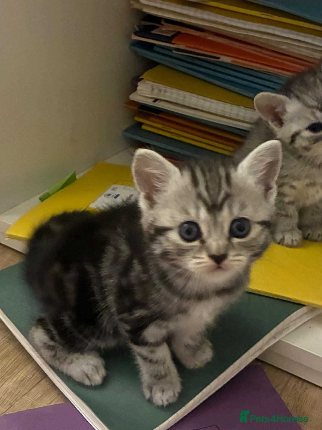 American Shorthair cats for sale: American shorthair  - Image 33