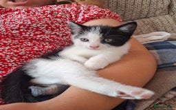 Mixed Breed cats for sale: Kittens  - Image 2