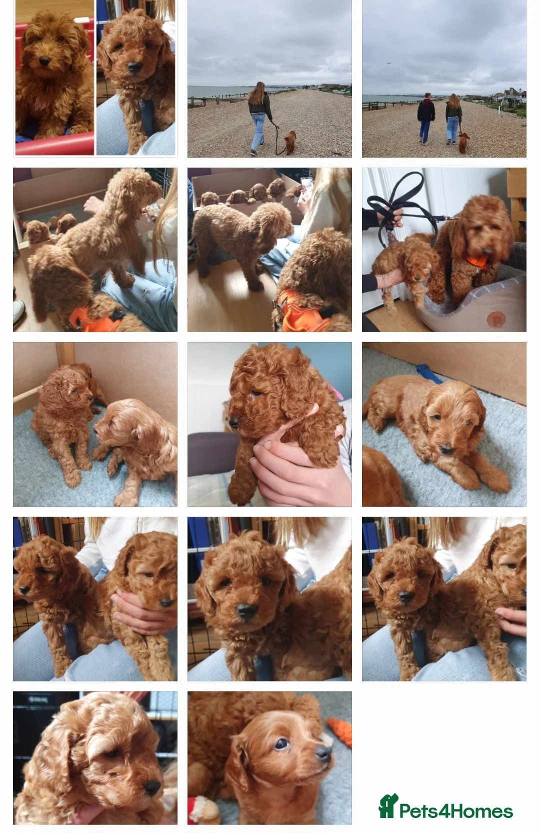 Cockapoo dogs for stud: F1 cocapoo well Proven extensively health tested in Bromley - Advert 22