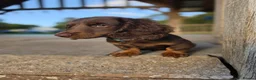 Miniature Dachshund dogs for sale: Fully vaccinated, Long Haired Miniature Dachshund  - Advert 12