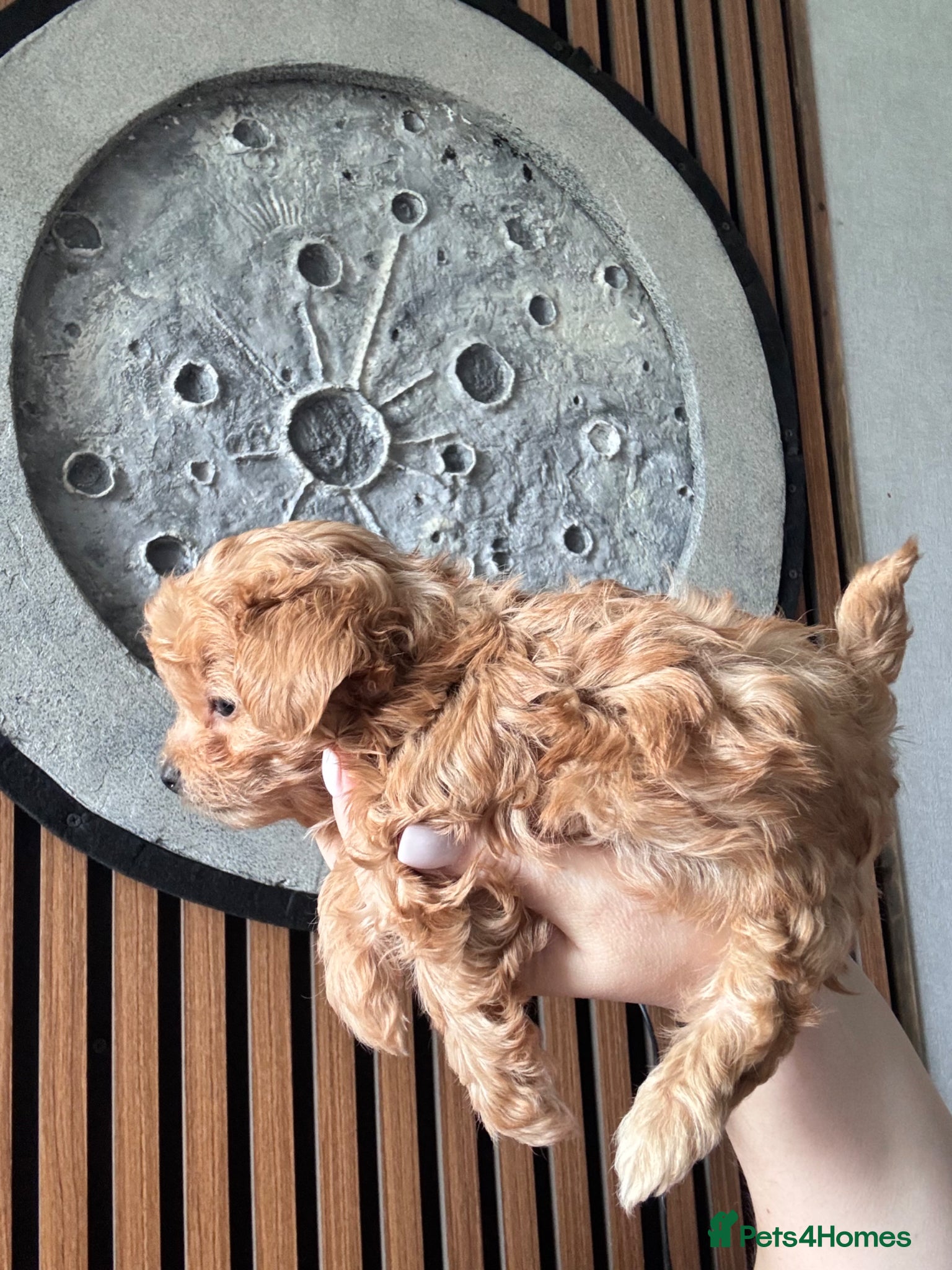 Maltipoo dogs 🧸🧸🧸🧸ONE GIRL BECOME AVAILABLE  ❤️❤️❤️ - Advert 10