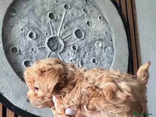 Maltipoo dogs 🧸🧸🧸🧸ONE GIRL BECOME AVAILABLE ❤️❤️❤️ - Advert 10