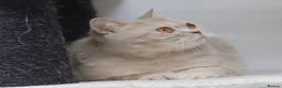 British Shorthair cats for sale: British Shorthairs seeking forever homes - Advert 8