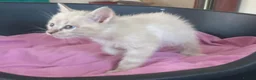 Ragdoll cats for sale: Beautiful Ragdoll x Siamese kittens - Advert 9