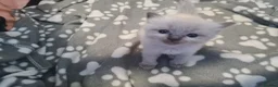 Ragdoll cats for sale: Ragdoll kittens  - Advert 8