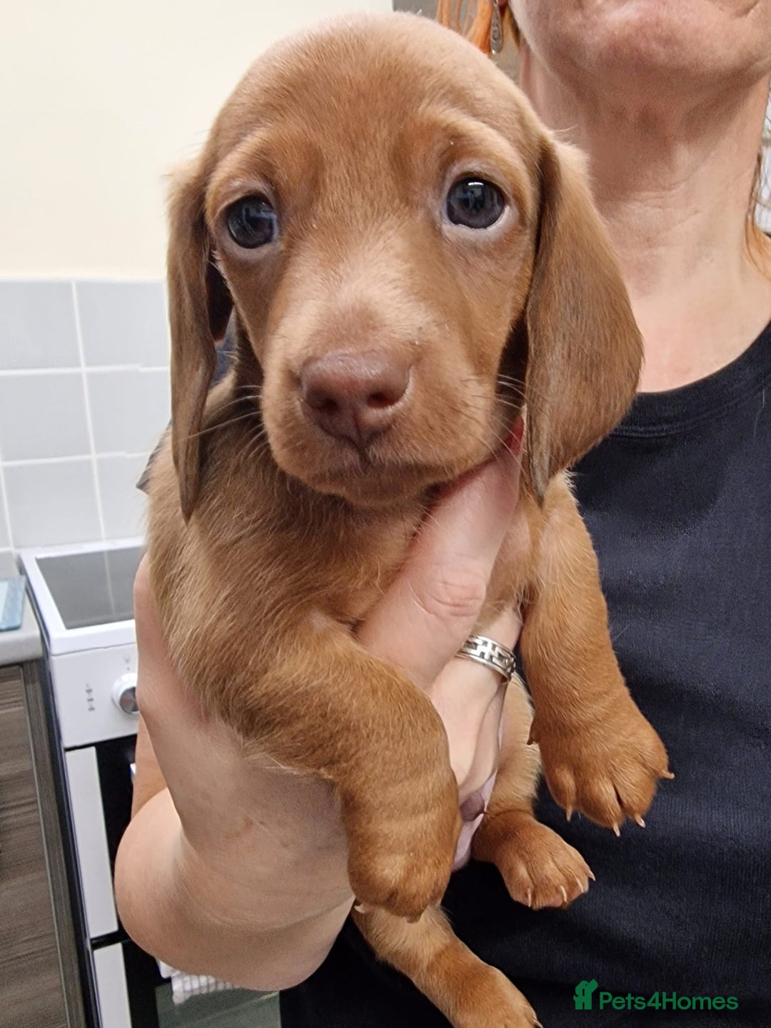 Miniature Dachshund dogs for sale: Beautiful  miniature  dachshund puppies for sale - Advert 15