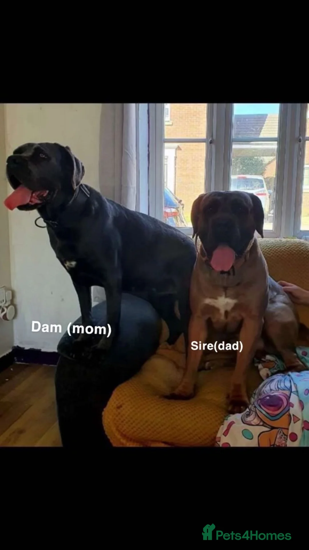 Cane Corso dogs for stud: 🔥Exceptional Formentino Cane Corso For Stud!🔥 in Waltham Abbey - Advert 11