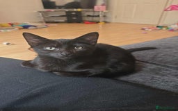 British Longhair cats for sale: Jimmy - Image 1