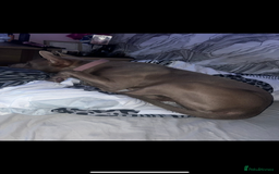 Mixed Breed dogs for sale: Staffy cross American bully  - Image 2