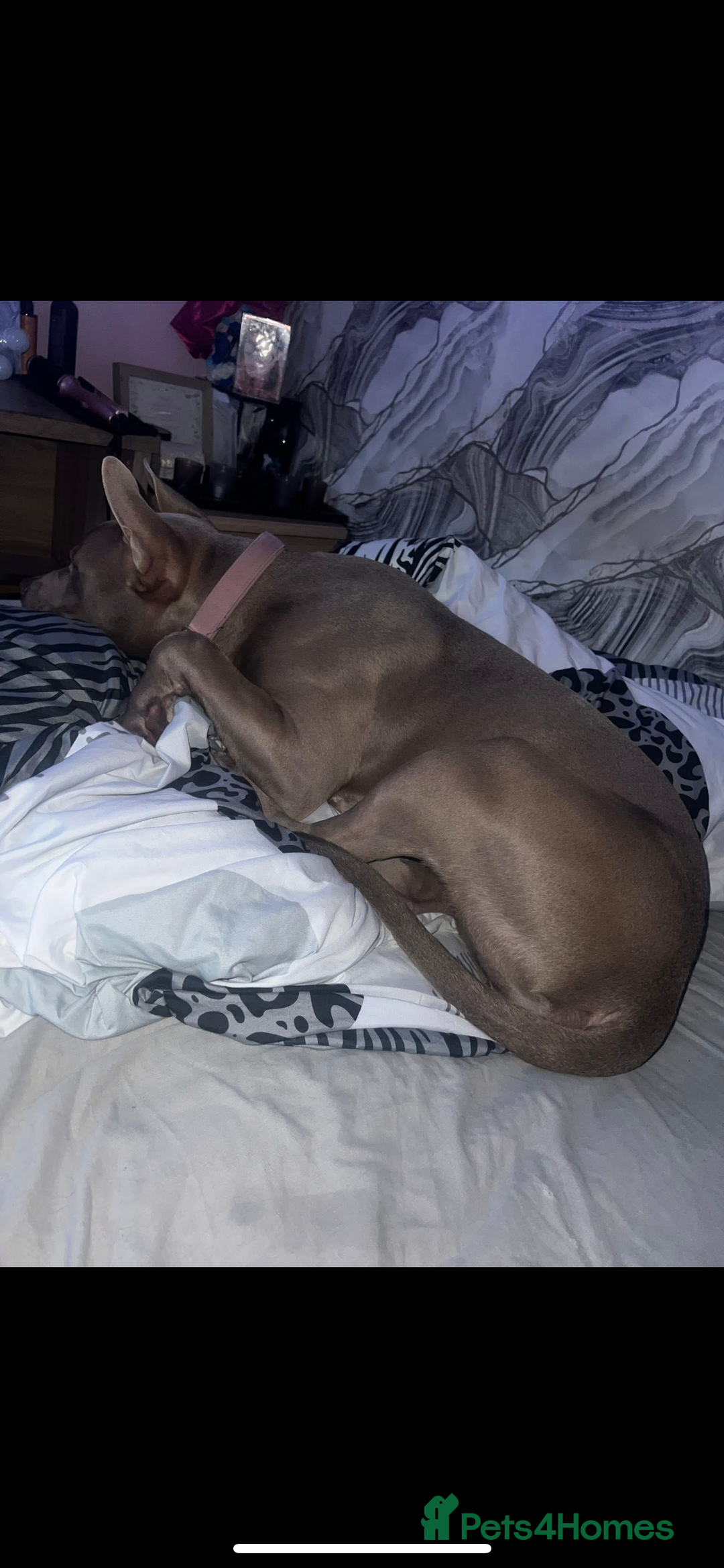 Mixed Breed dogs for sale: Staffy cross American bully  - Image 2