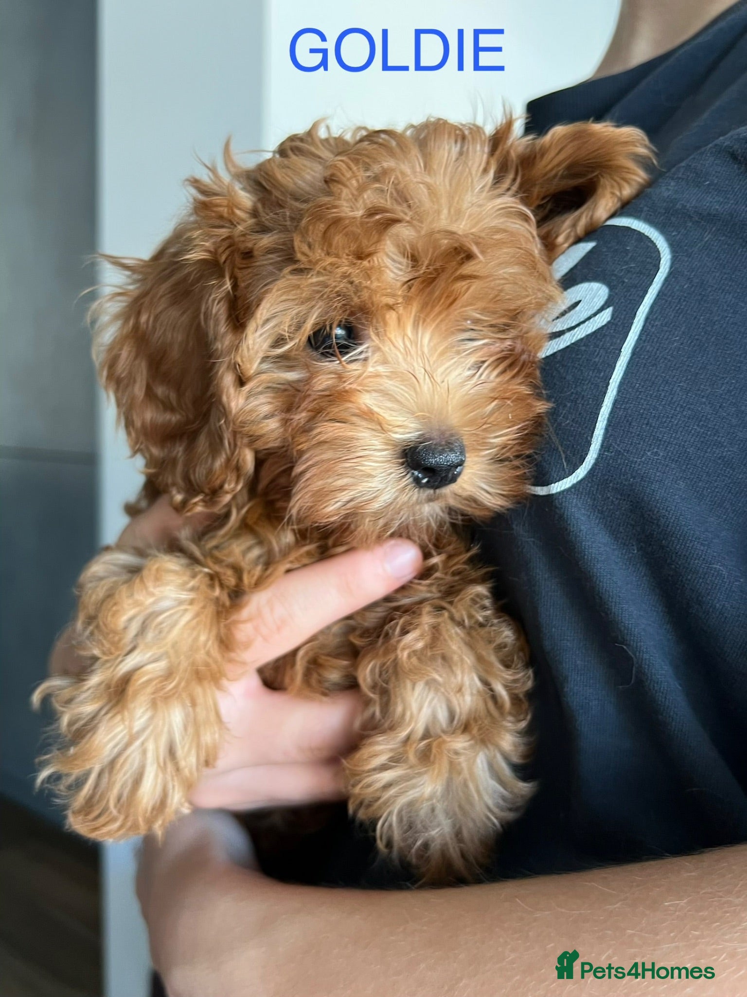 Cavapoo dogs Toy red teddy bear F1B Cavapoos by Asian toy dad - Advert 1