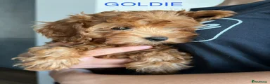 Goldie