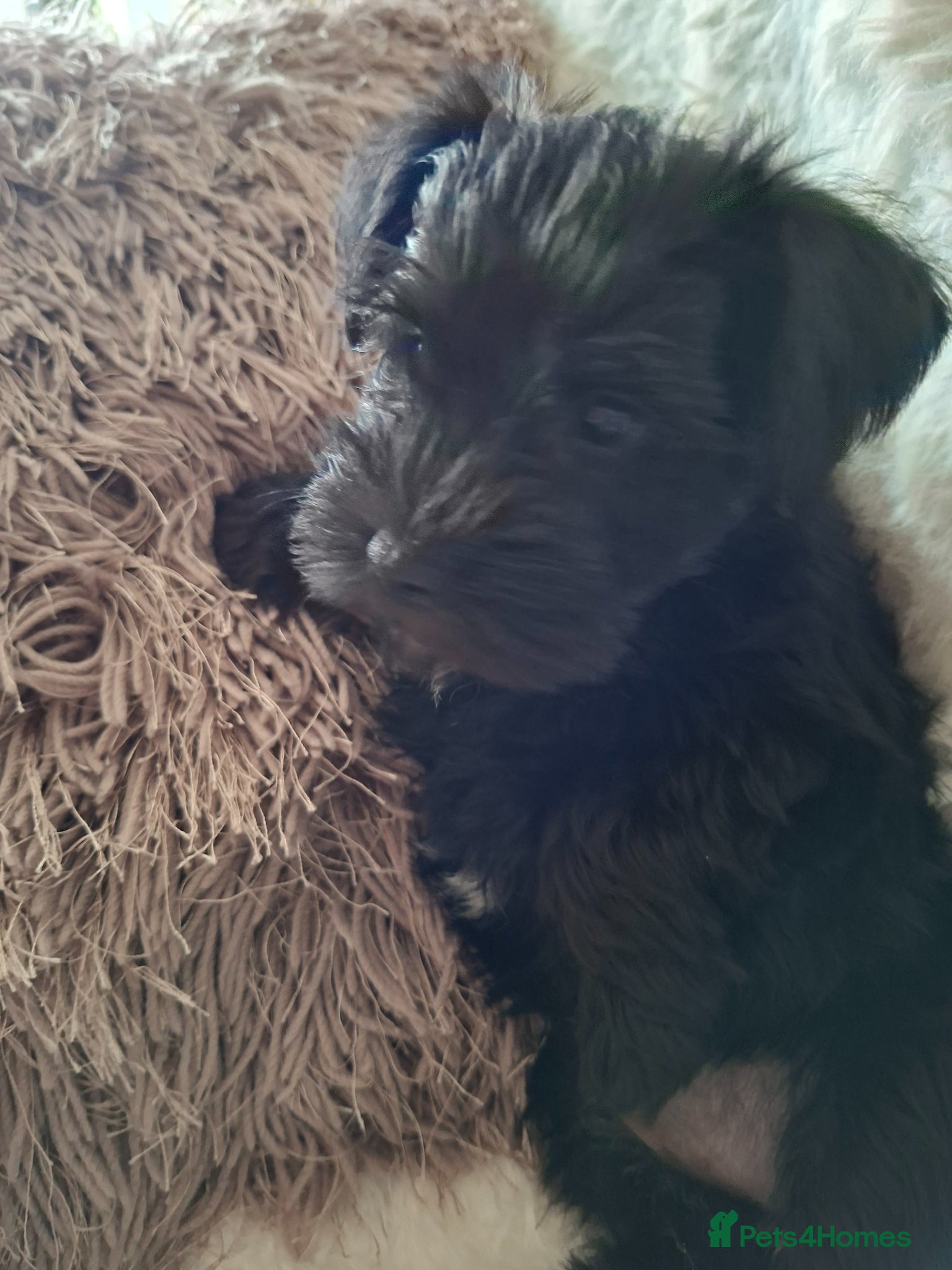 Miniature Schnauzer dogs Miniature schnauzer  - Advert 7