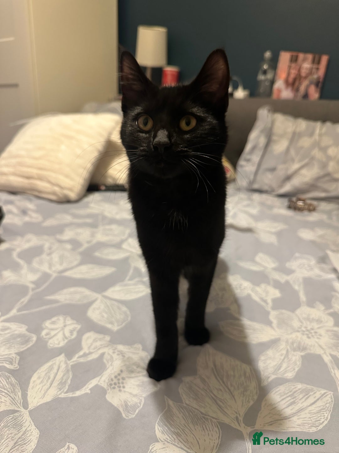 Domestic Shorthair cats for sale: Domestic Shorthair cat for free - Image 2