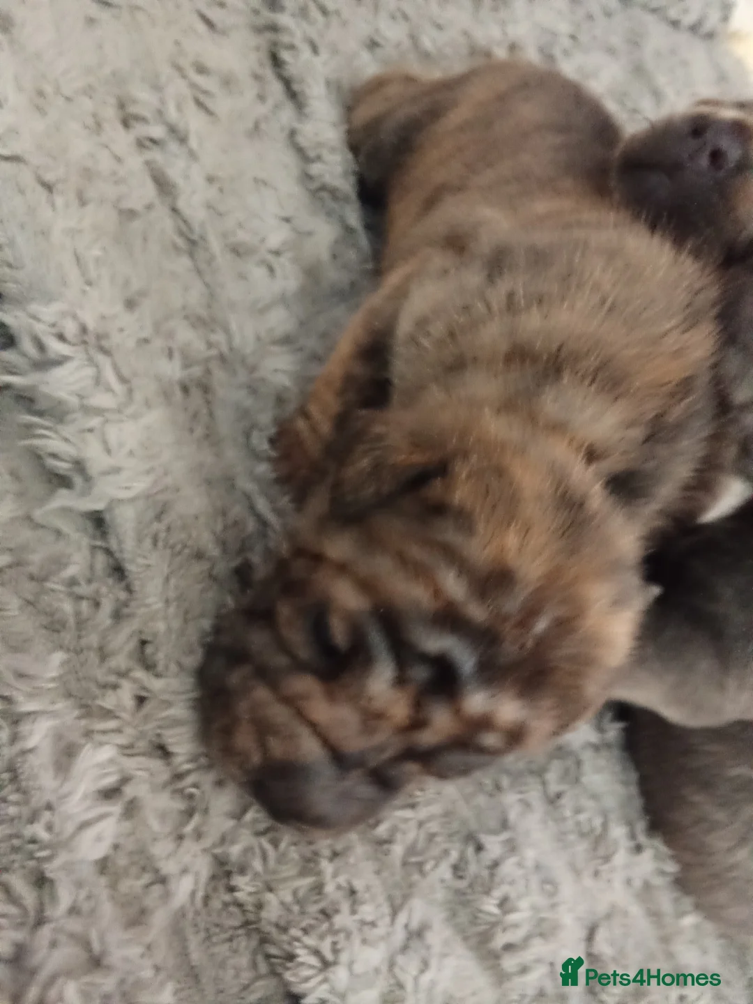 Mixed Breed dogs for sale: Sharpei cross staffies  in Pontefract - Advert 2