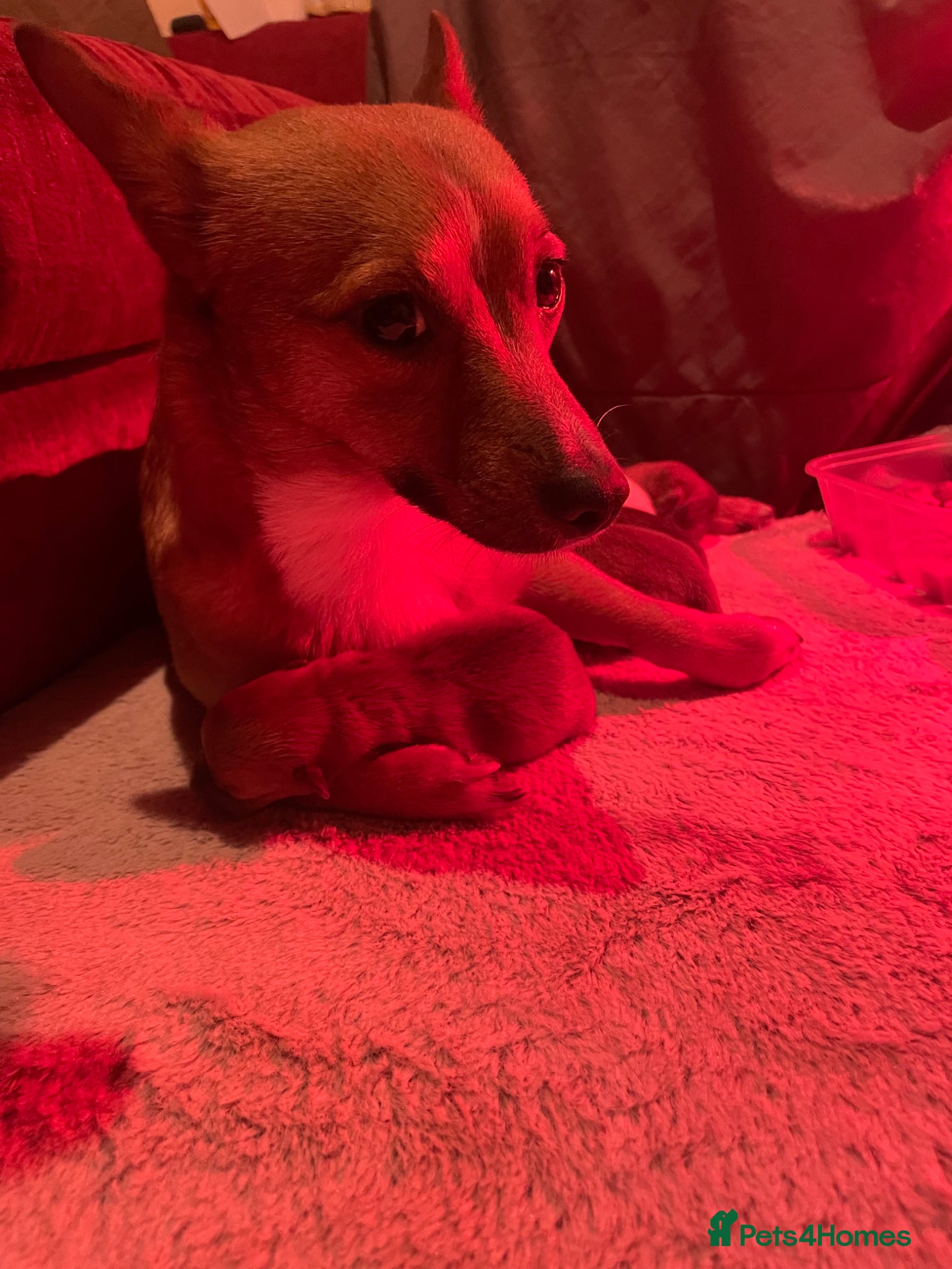 Mixed Breed dogs PomerJack puppies for sale - Advert 1