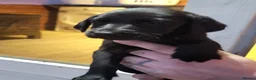 Labrador Retriever dogs for sale: Labrador puppies  - Advert 13