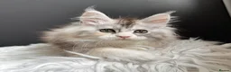 Maine Coon cats for sale: Outstanding Russian line kittens  - Advert 10