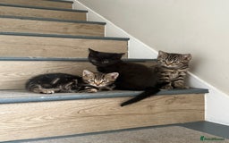 Mixed Breed cats for sale: British shorthair cross kittens  - Image 12