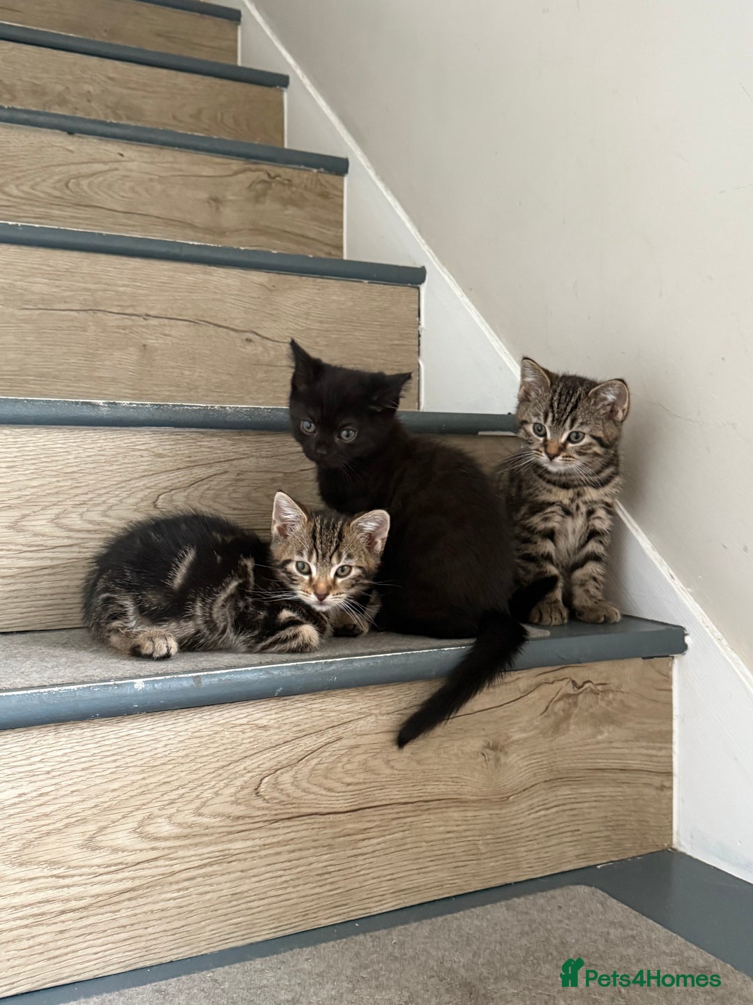 Mixed Breed cats for sale: British shorthair cross kittens  - Image 12
