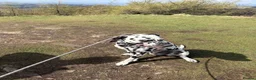 Dalmatian dogs for stud: Dalmatian for stud in Dundee - Advert 3