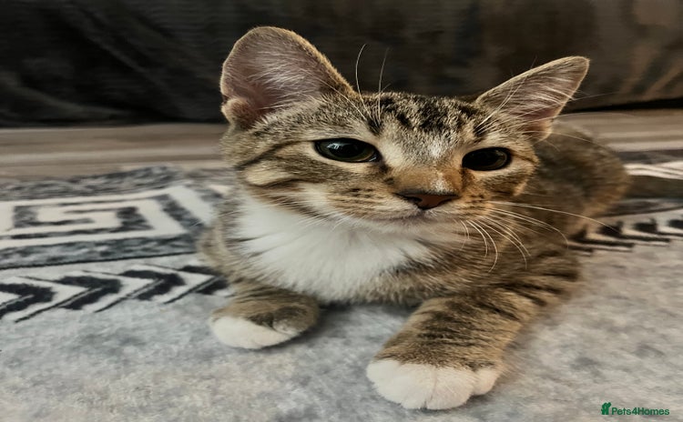 Mixed Breed cats - Advert 12