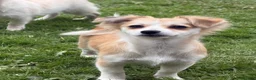 Mixed Breed dogs for sale: two puppies in Preston - Advert 6