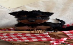 Yorkshire Terrier dogs for sale: Last Mini Yorkshire terrier boy  - Image 4
