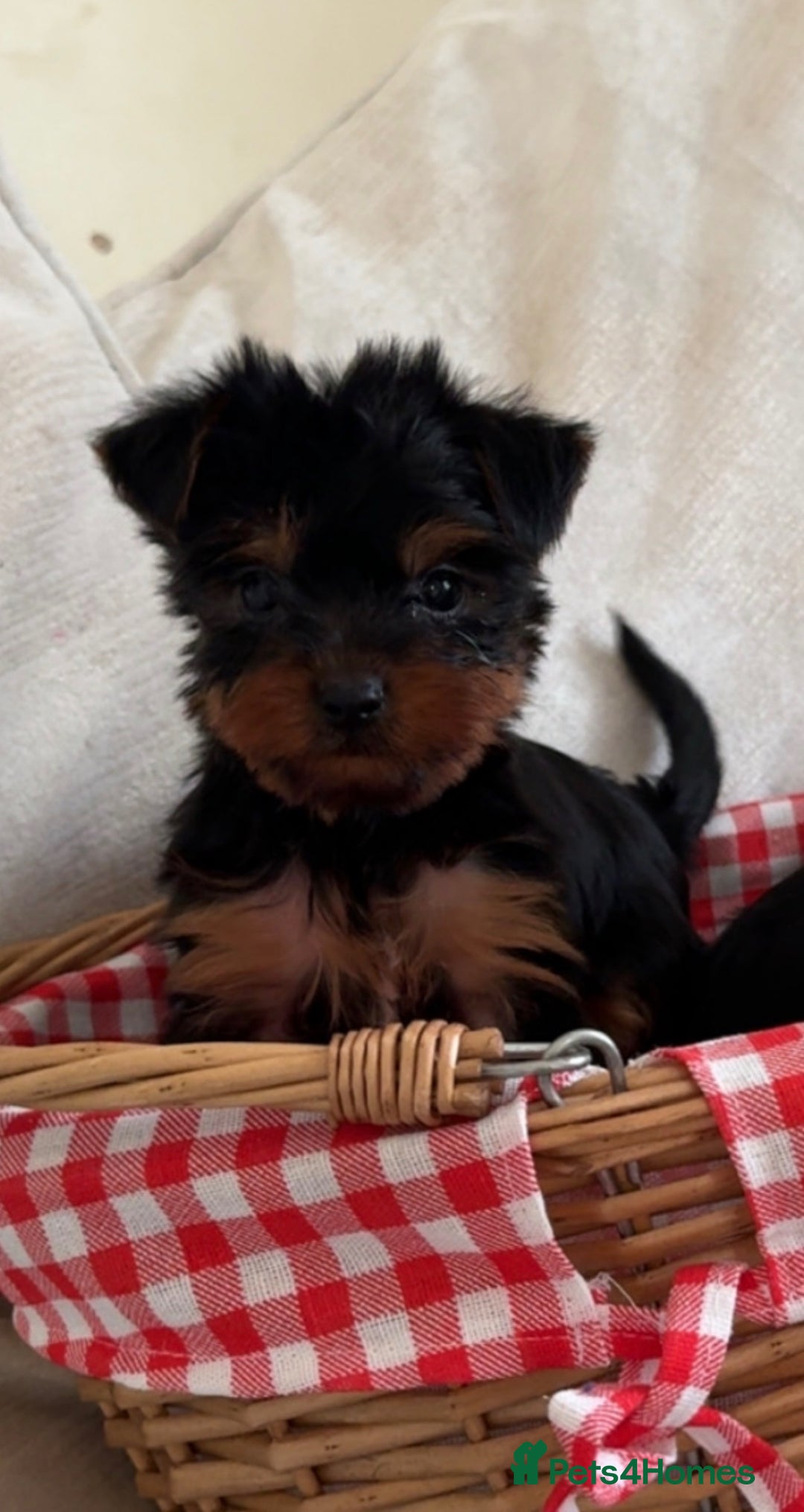 Yorkshire Terrier dogs for sale: Last Mini Yorkshire terrier boy  - Image 4
