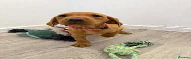 Pink Collar Girl