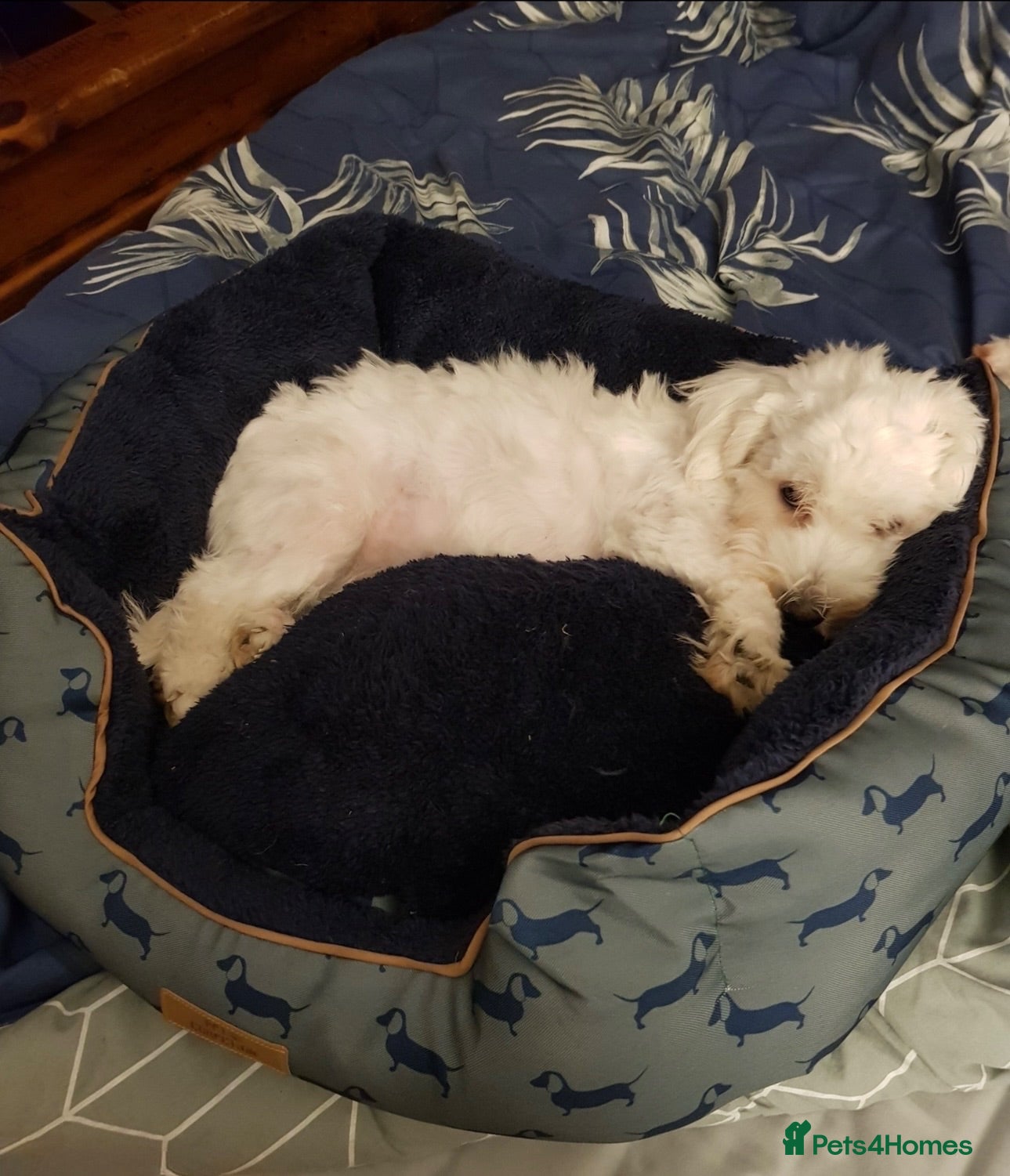 Maltese dogs Maltese female puppy - available!!! - Advert 1