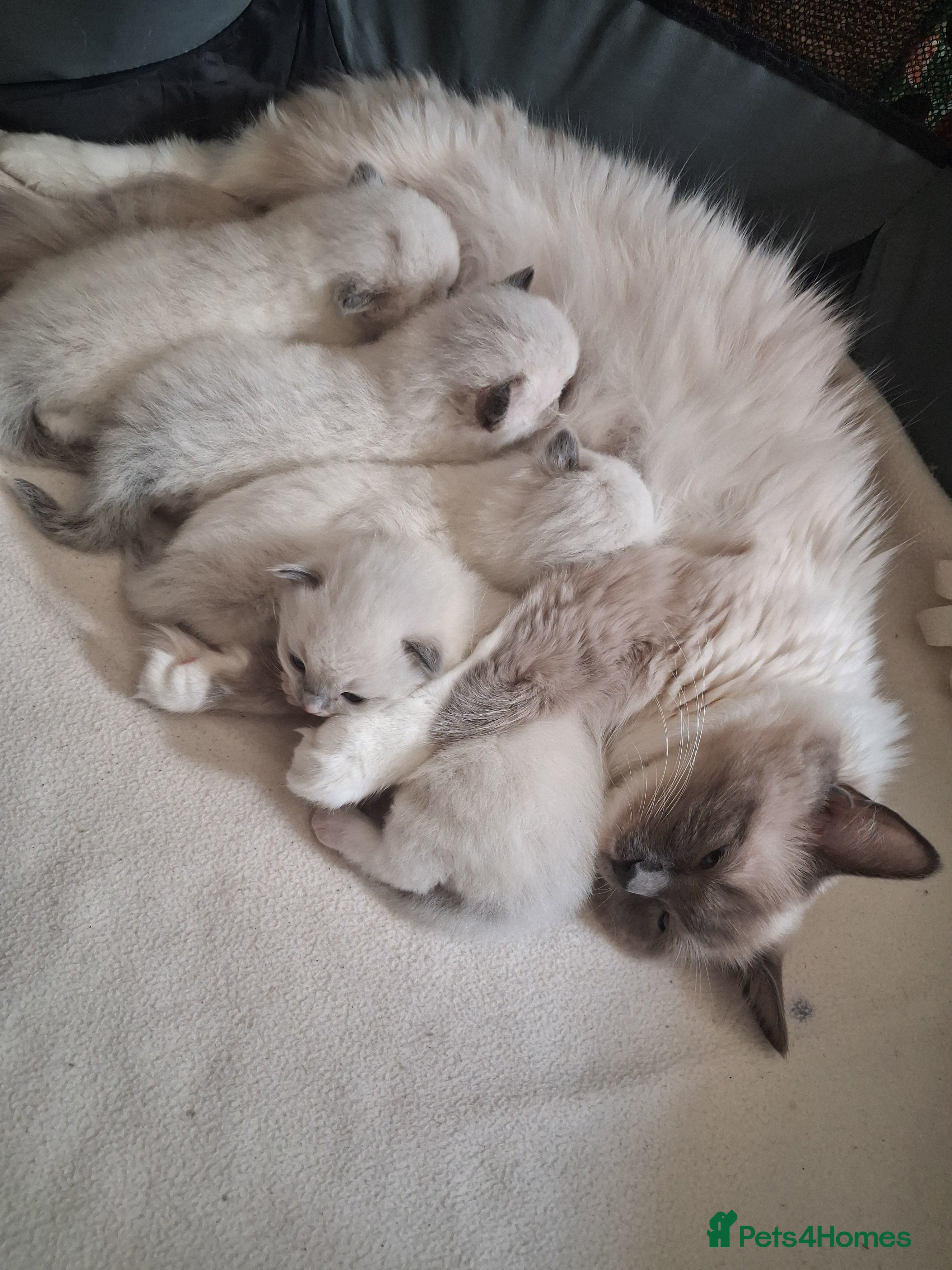 Ragdoll cats for sale: Stunning Ragdoll Kittens - 2.5 weeks old. - Advert 3