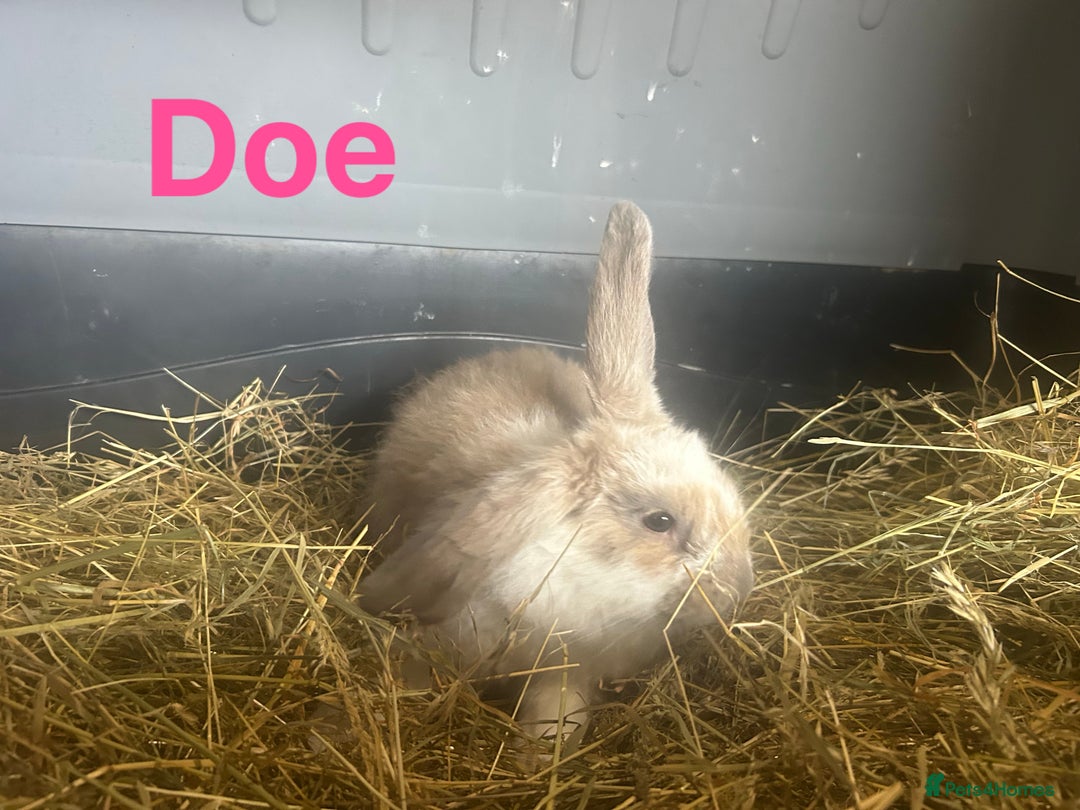 French Lop rabbits for sale: French Lop x Angora Kits READY NOW in Doncaster - Image 5