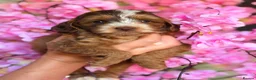 Cockapoo dogs for sale: F1 Fluffy Pancakes Litter Charming Babies  - Advert 8