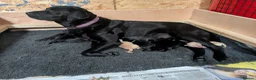 Labrador Retriever dogs for sale: Beautiful, happy Labrador puppies in Ledbury - Advert 3