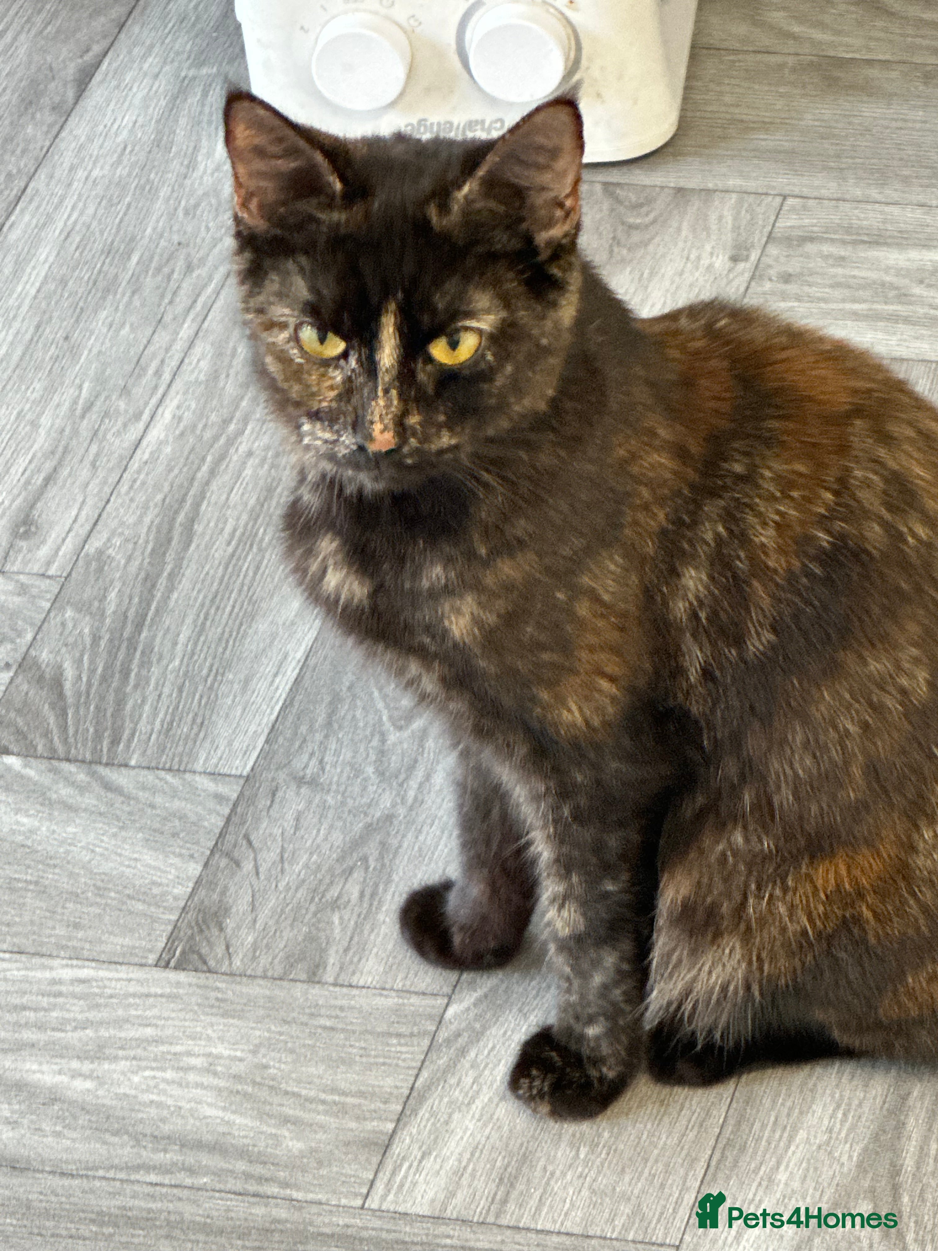 British Shorthair cats Last 2 boys left !!! - Advert 1