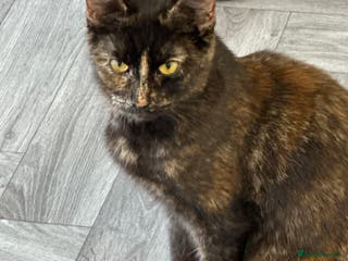 British Shorthair cats Last 2 boys left !!! - Advert 16