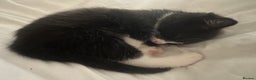 Mixed Breed cats for sale: 7 week Female Tuxedo Kitten  - Advert 4