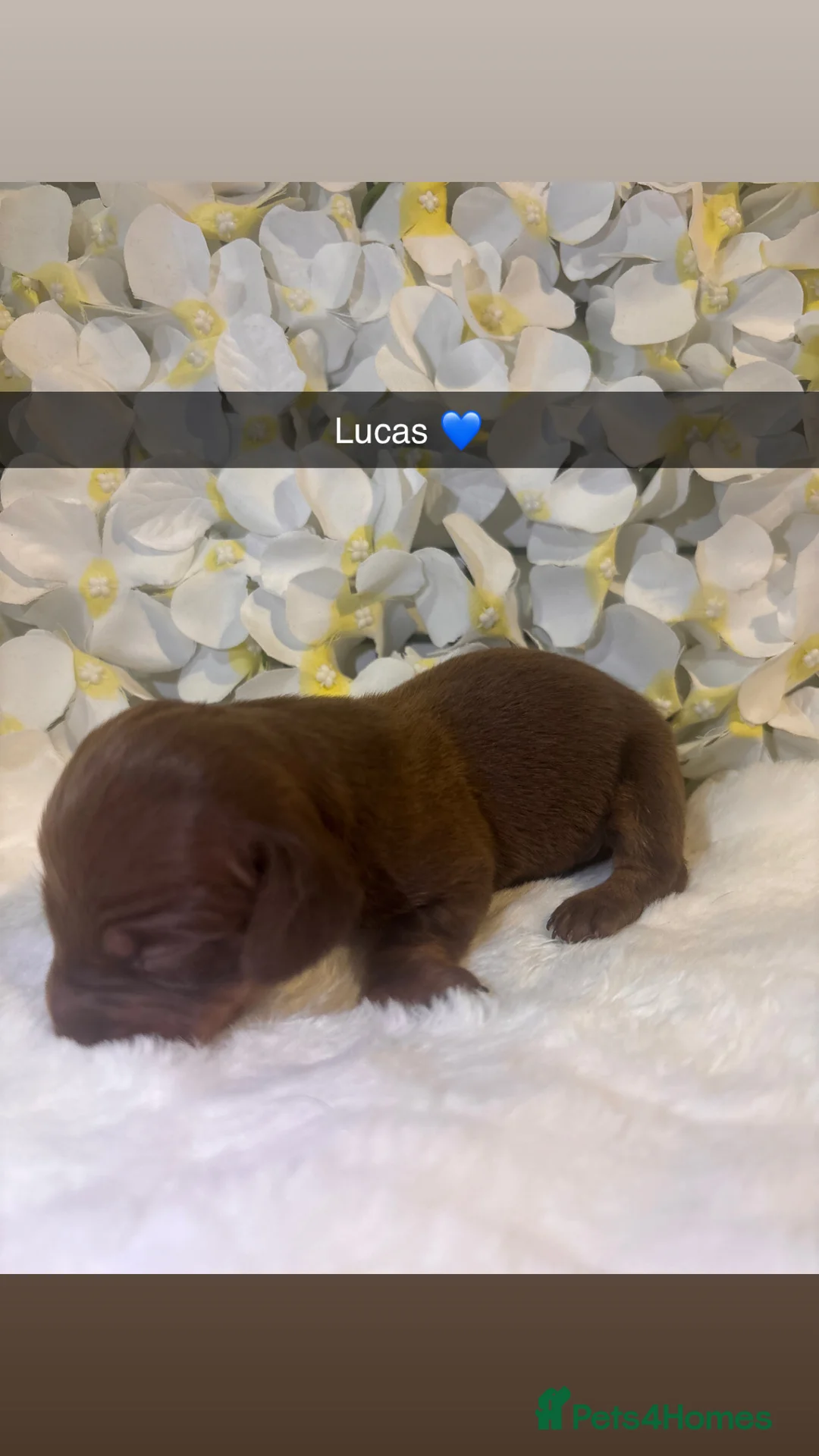 Miniature Dachshund dogs for sale: Miniature Dachshund Puppies 🐶  - Advert 6