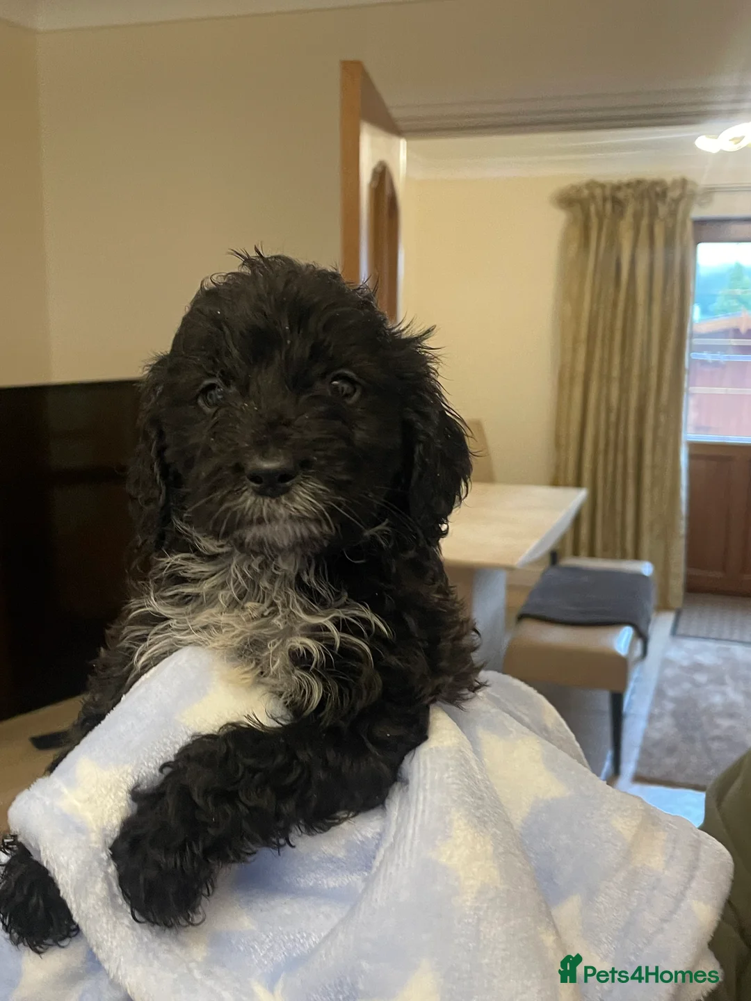 Cockapoo dogs for sale:  Cockapoo Puppies Ready for Loving Homes  - Advert 32