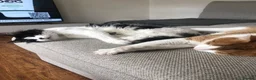 Mixed Breed cats for sale: Indoor brothers in Kilmarnock - Advert 3