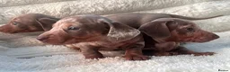 Miniature Dachshund dogs for sale: Miniature dachshunds  - Advert 4