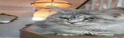 Maine Coon cats for sale: 5 Male TICA Reg Blue Black Silver Maine Coons in Gloucester - Advert 8