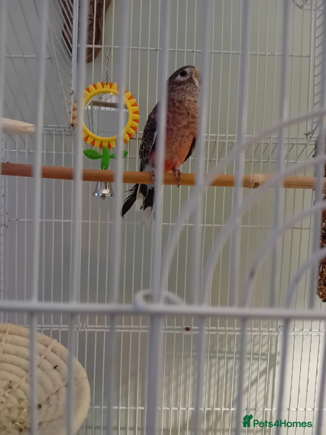 Parakeets birds for sale: Beautiful little girl parakeet  - Advert 2