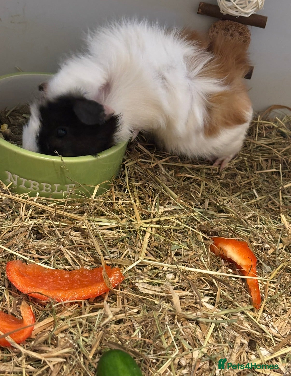 Guinea Pig rodents Rehoming my two male guinea pigs - Advert 1