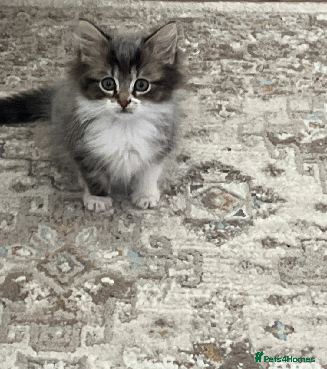 Mixed Breed cats for sale: Baby’s cat  - Advert 3