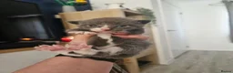 Mixed Breed cats for sale: 5 beautiful kittens - Advert 15